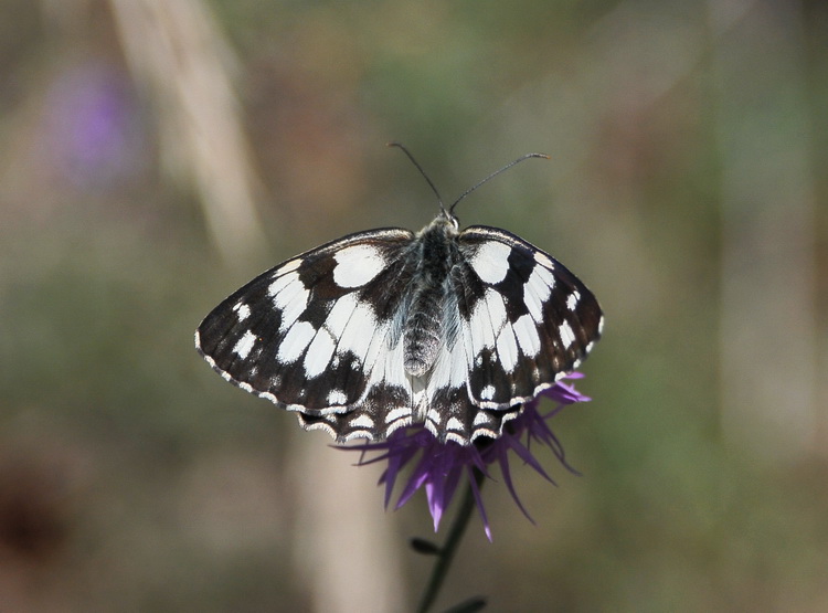 Melanargia galathea ? Si